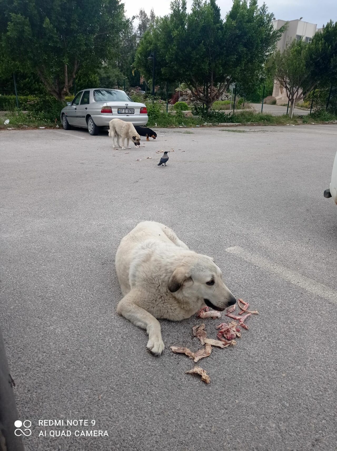 katledildiği iddia edilen hayvanlar 4