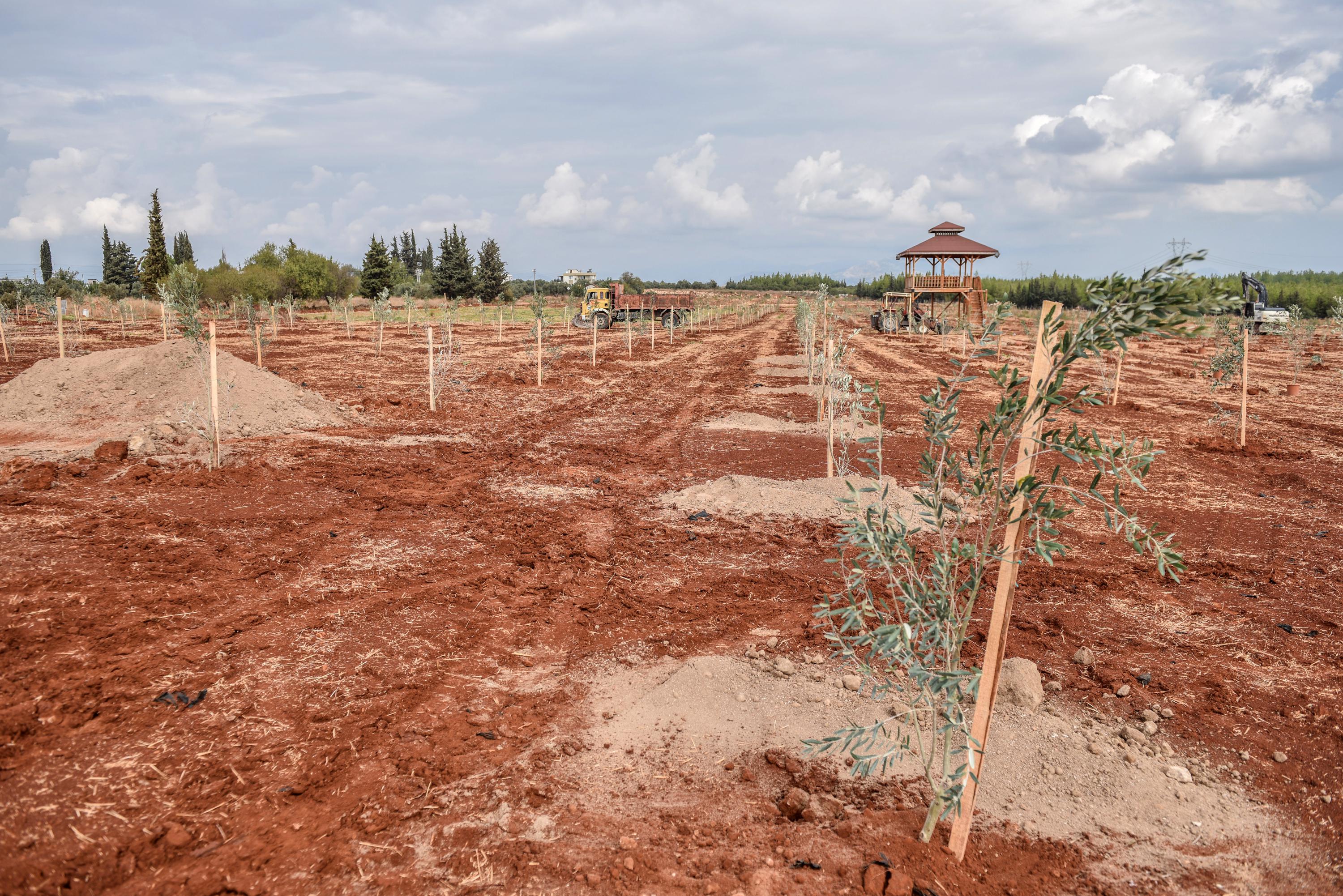 Kepez’de Zeytin Seferberliği Başladı