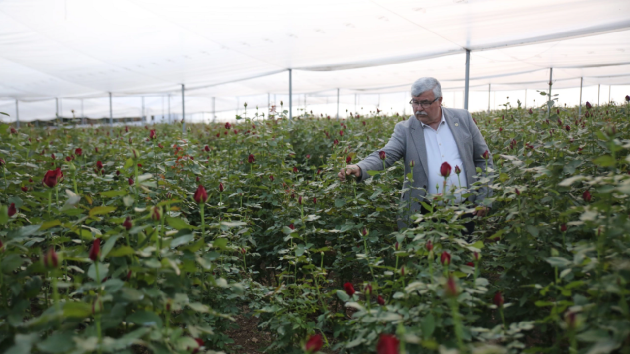 Mersin'de 8 ay boyunca hasadı yapılıyor: Servet değerinde