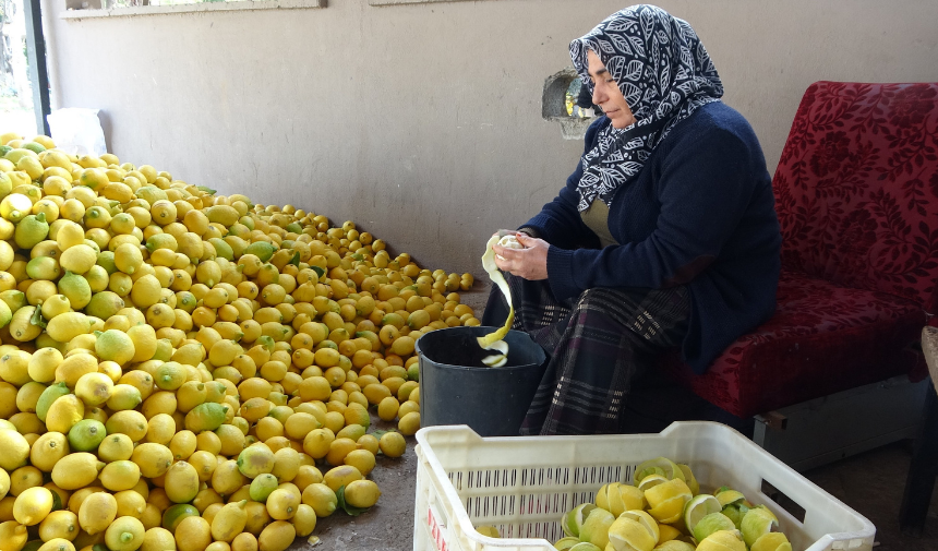 Kozan'da limon fiyatları düşerken çiftçiler çözüm arıyor