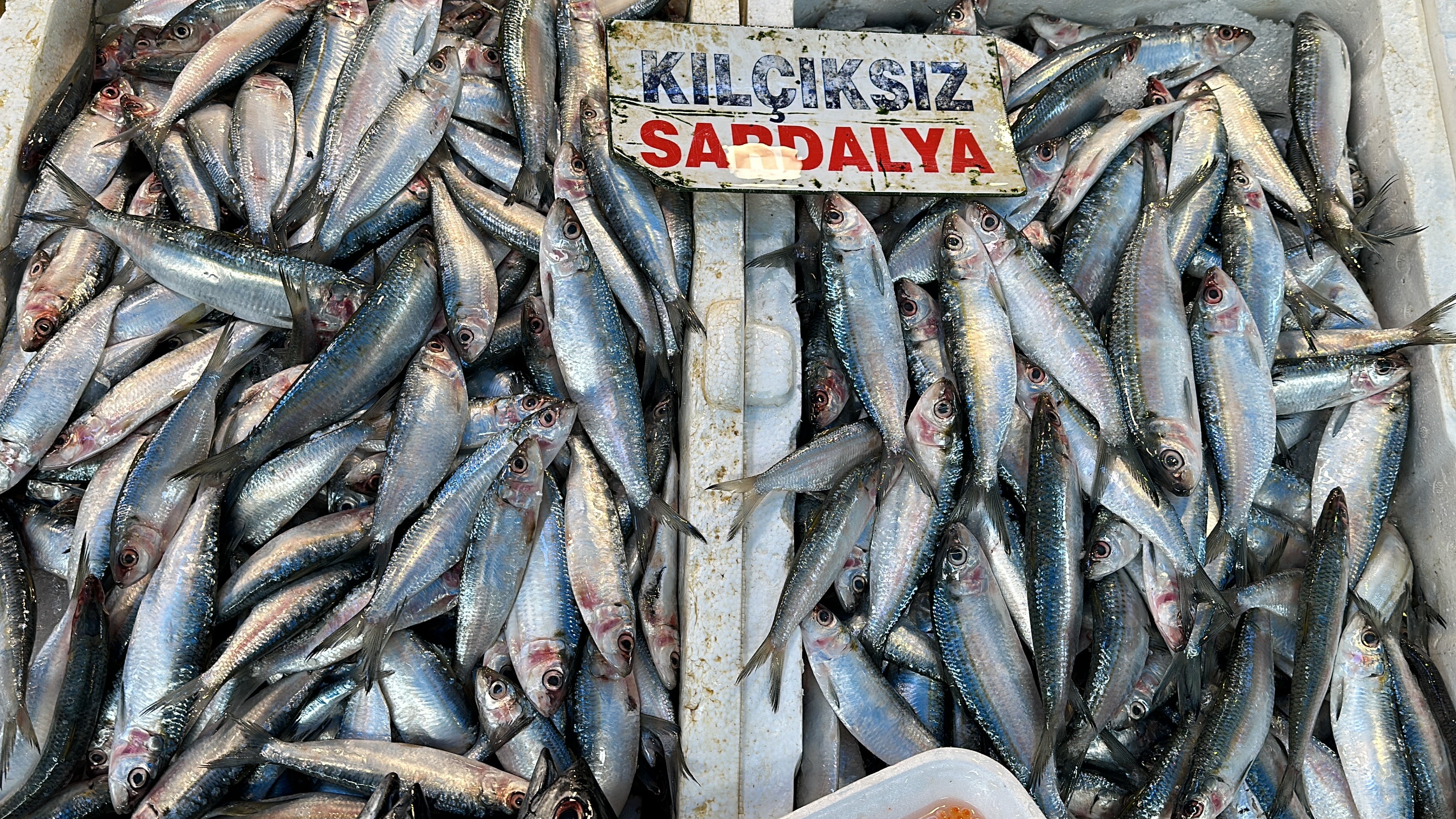 Mersin'de Balık Bolluğu: Hamsi ve Sardalyaya Halkın Talebi Arttı