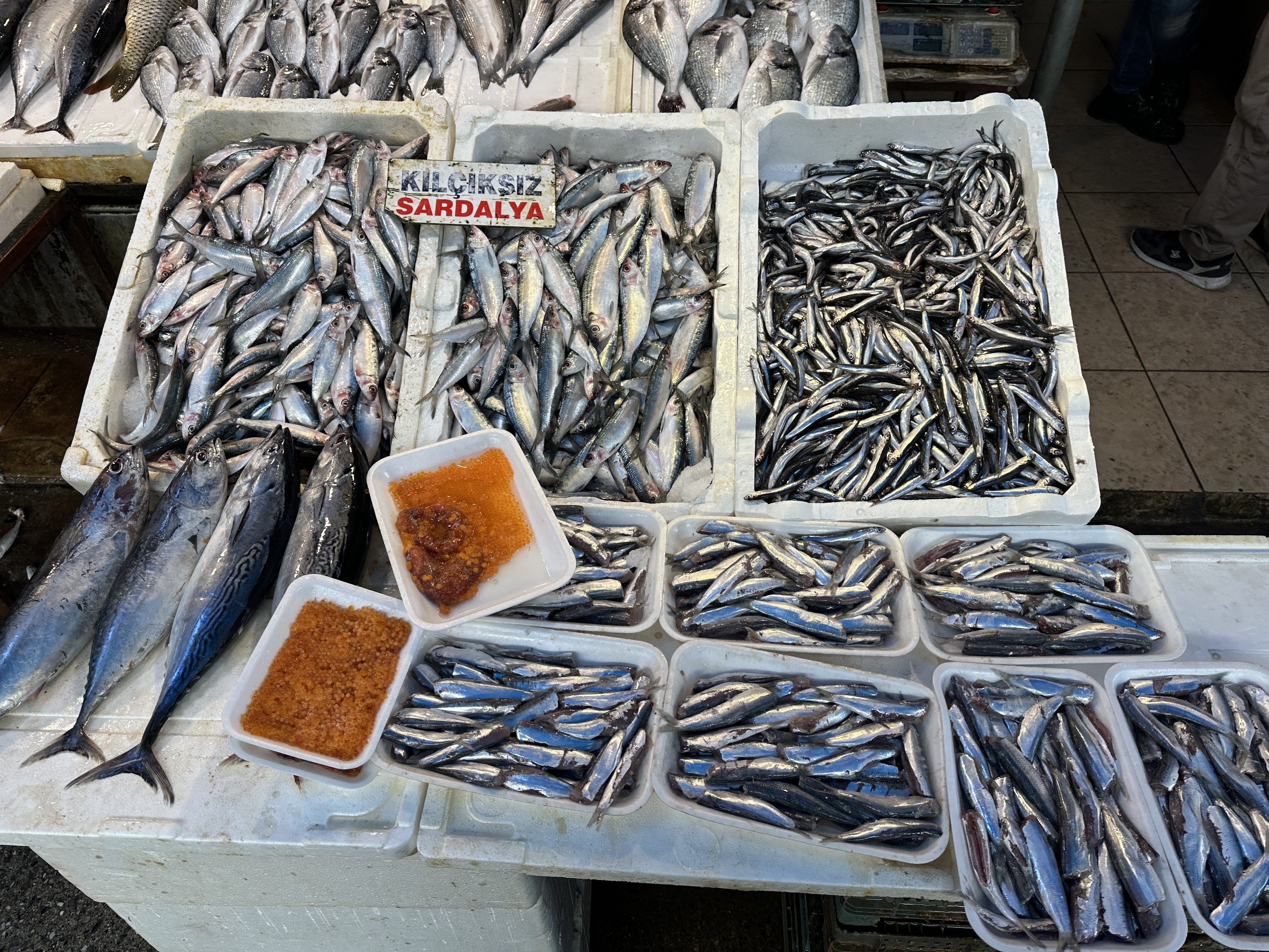 Mersin'de Balık Bolluğu: Hamsi ve Sardalyaya Halkın Talebi Arttı