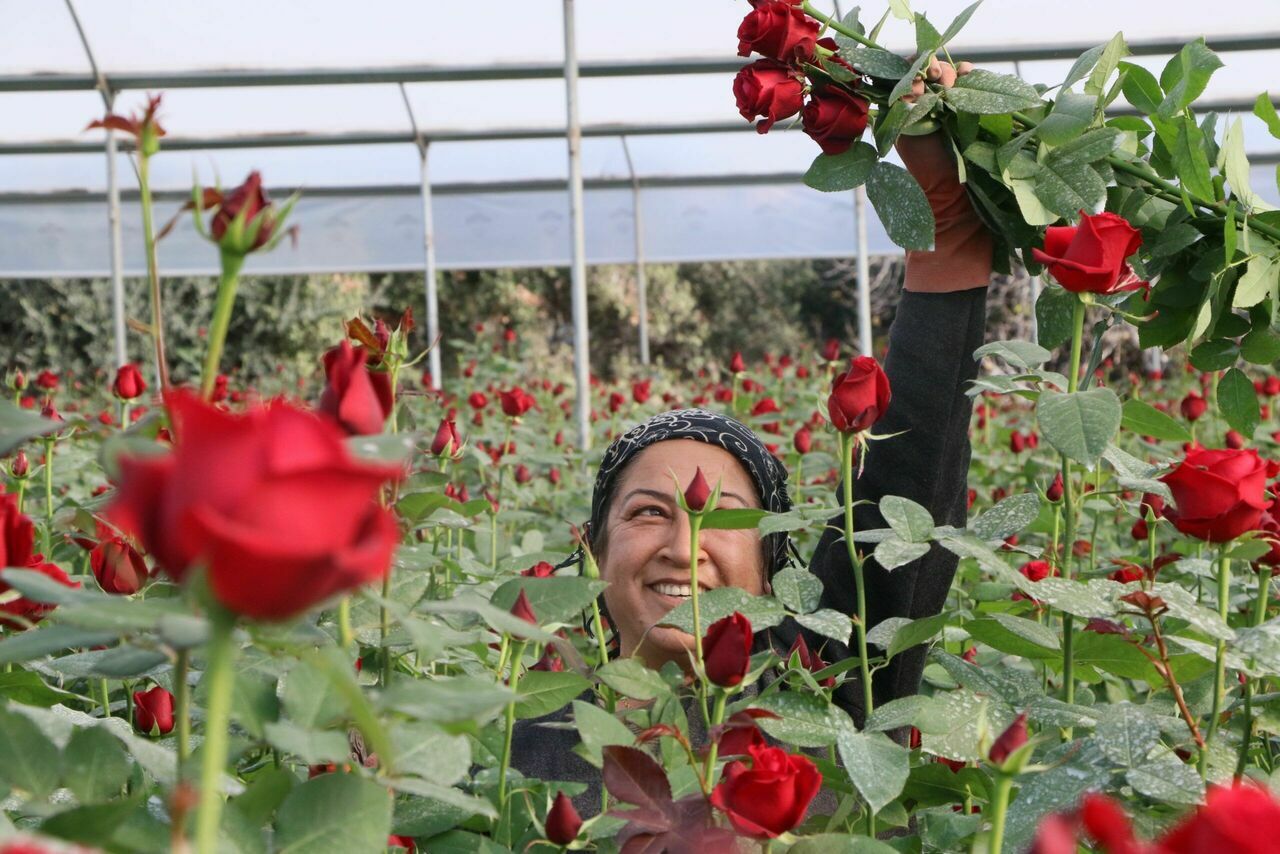 Mersin'de 8 ay boyunca hasadı yapılıyor: Servet değerinde