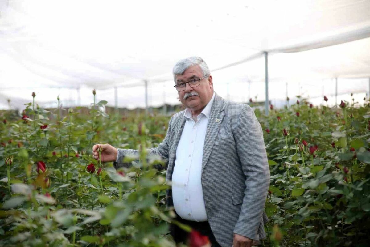 Mersin'de 8 ay boyunca hasadı yapılıyor: Servet değerinde