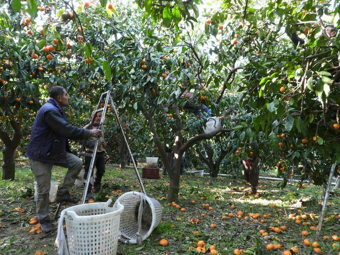 Hatay'da Depremzede Mandalina Üreticisine Destek 