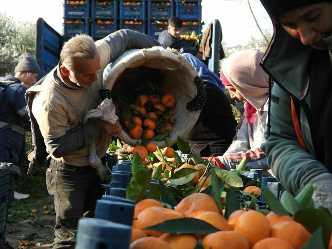 Hatay'da Depremzede Mandalina Üreticisine Destek