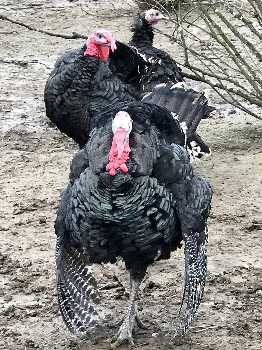 Hindi Fiyatları Cep Yakıyor. Yılbaşı Sofralarının Vazgeçilmesi Yenicag6