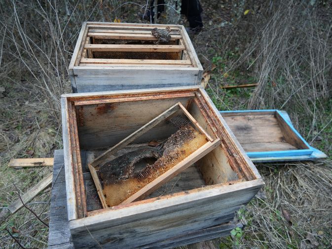 Kastamonu'nun Ağlı ilçesine bağlı Bereketli köyünde, kış uykusuna yatamayan ayılar, köye inerek 50 arı kovanını parçalayarak içindeki balları tükettiler ve arıları telef ettiler. 
