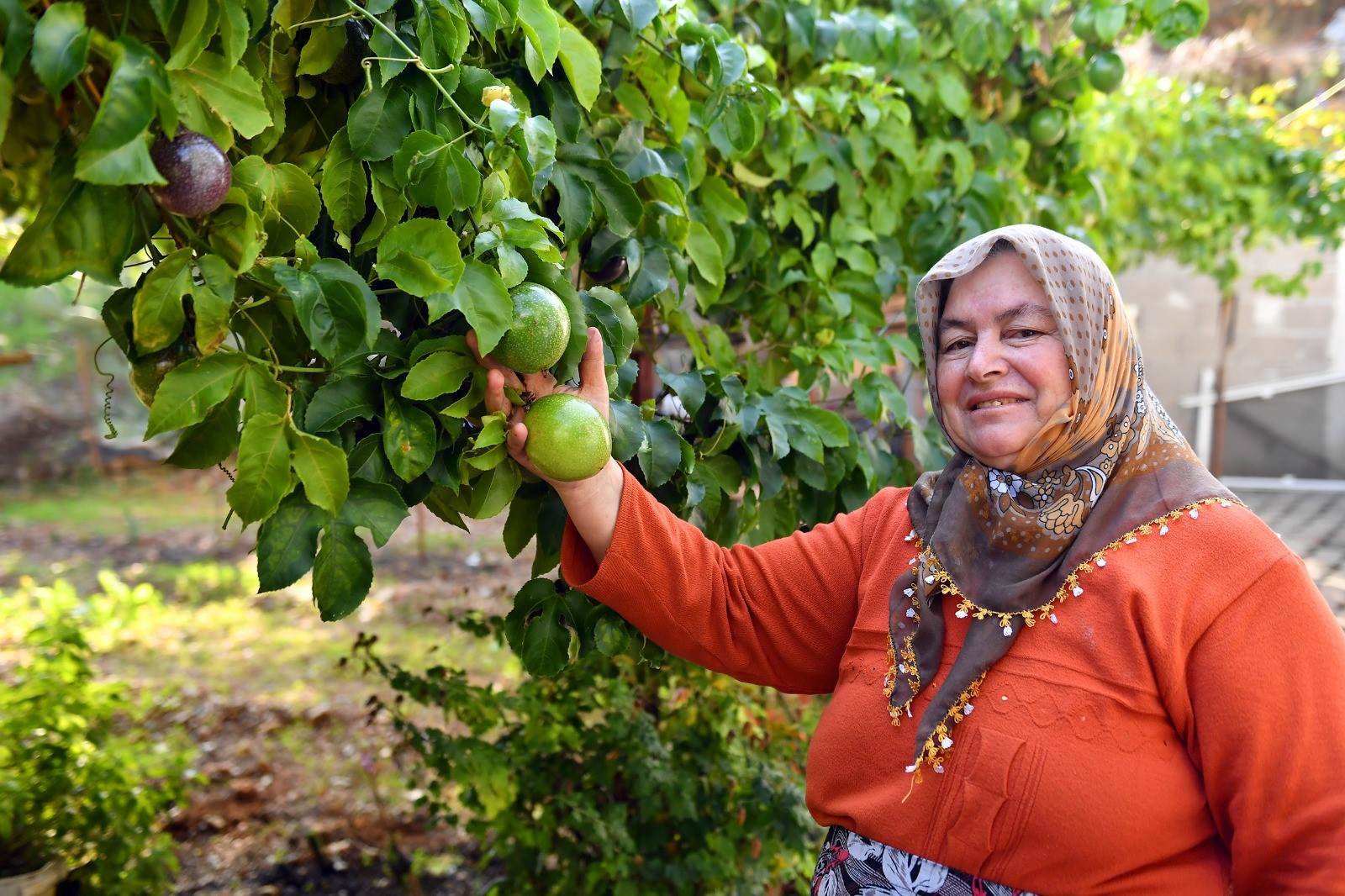 Mersin Anamur'da Passiflora Hasadı Başladı 