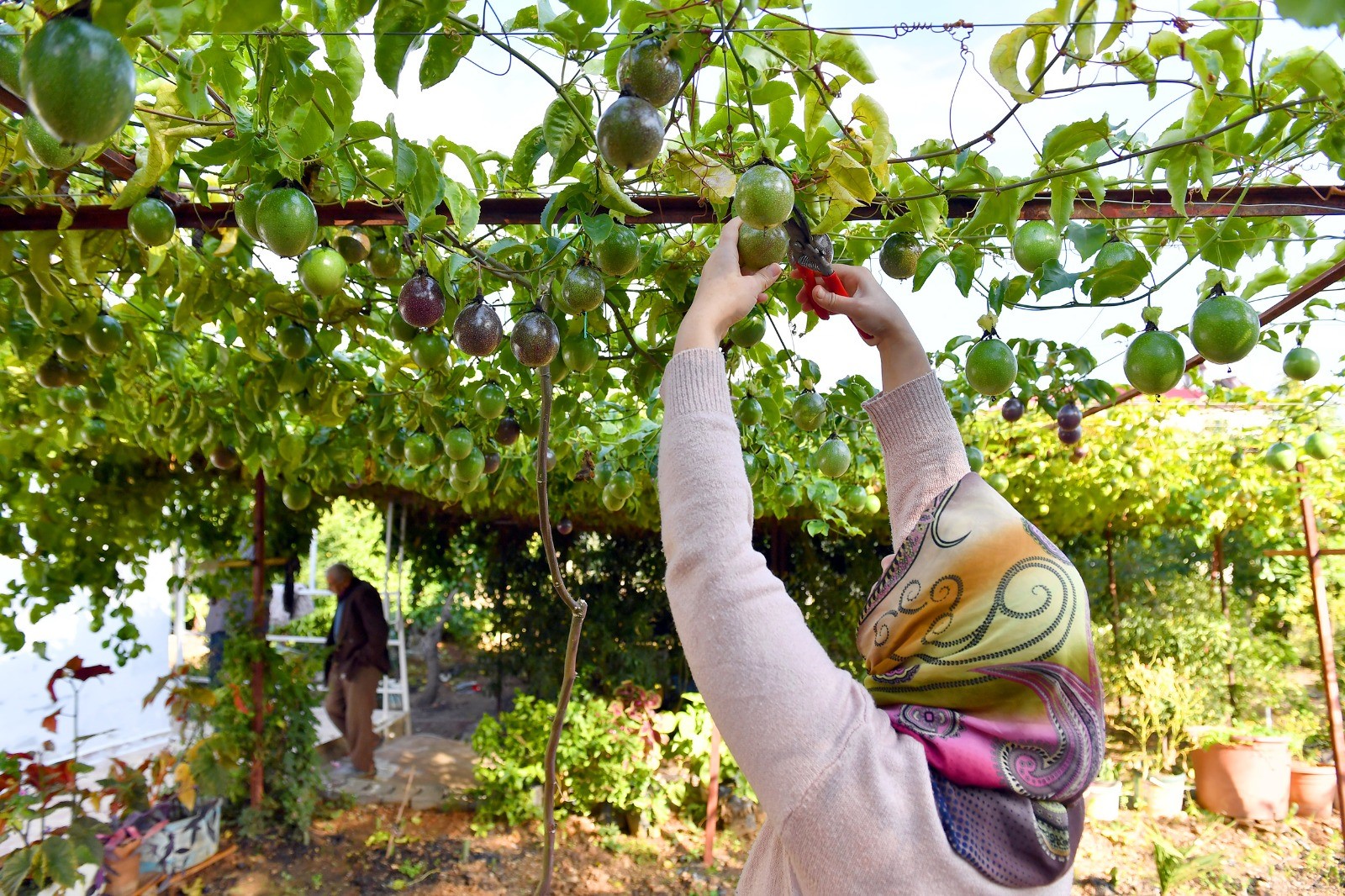 Mersin Anamur'da Passiflora Hasadı Başladı