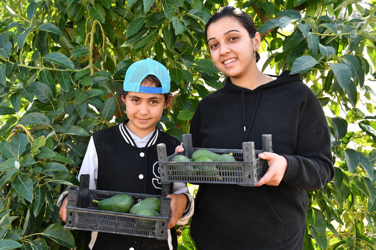 Mersin'de Avokado Üreticileri Hasat Yaptı