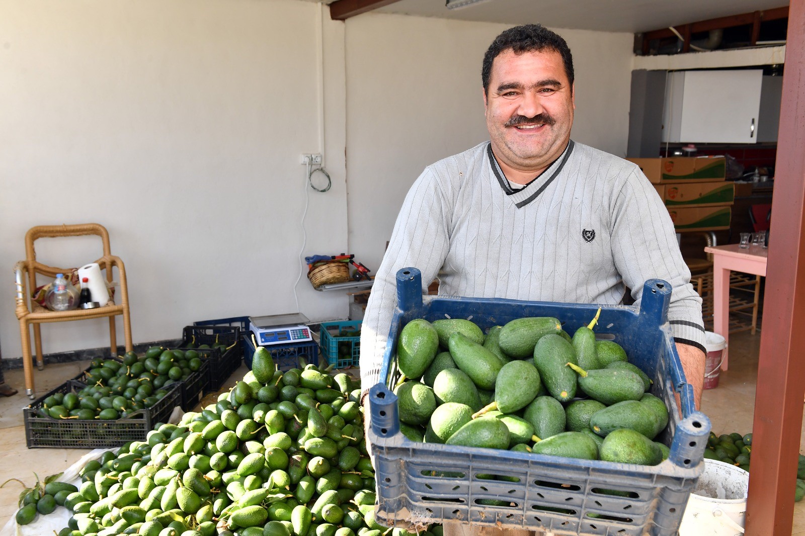 Mersin'de Avokado Üreticileri Hasat Yaptı