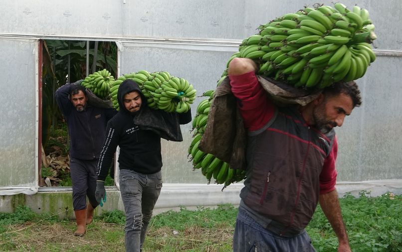 Mersin'de Muz Hasadı Başladı! Yerli Muz Fiyatı Ne Kadar 