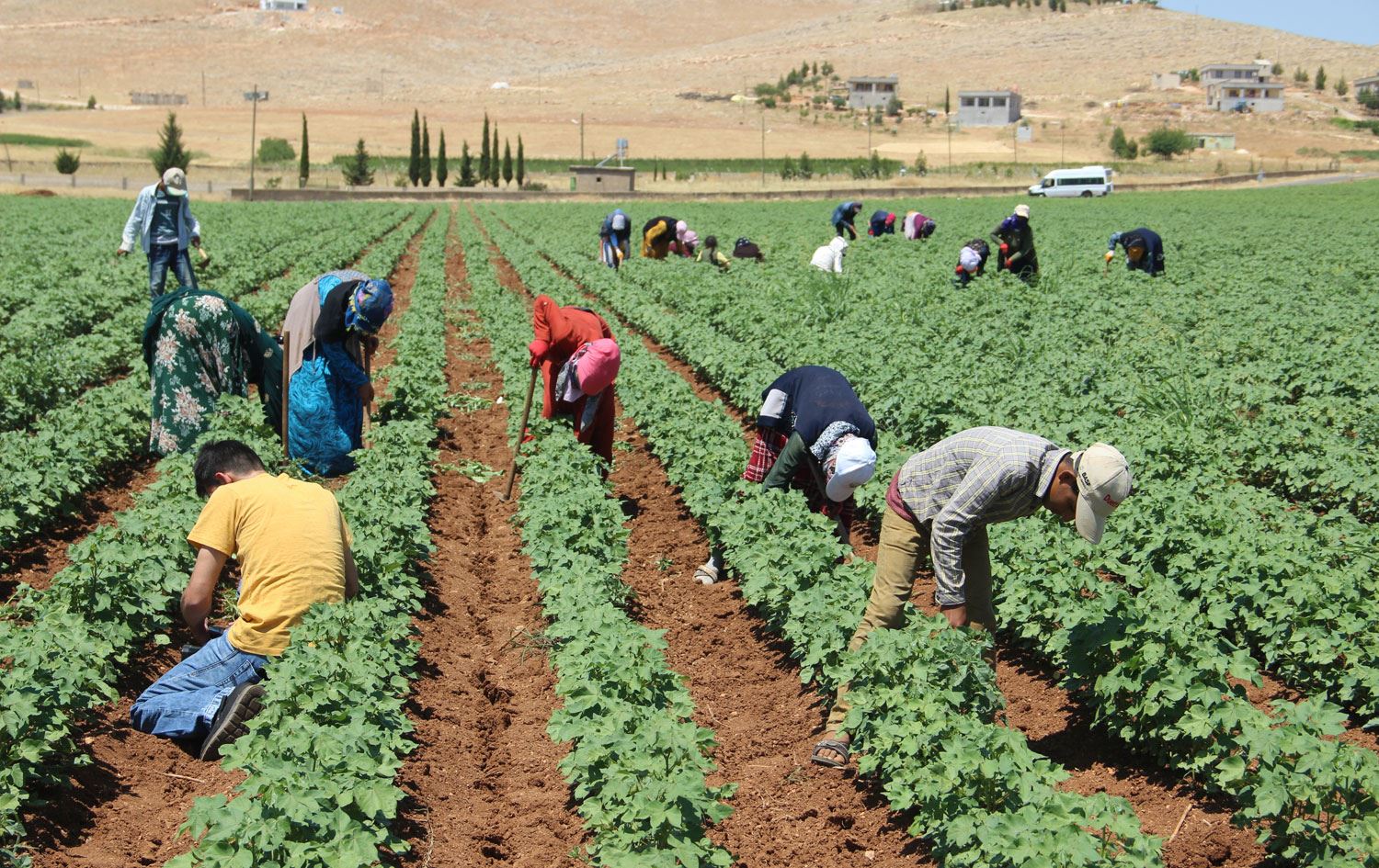 Bakanlıktan çiftçilere yüzde 50 hibe! İşte başvuru şartları