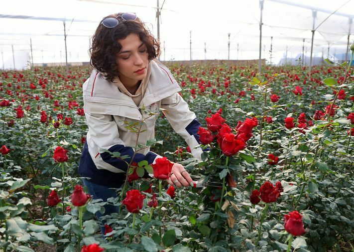 Adana'da Gül Rekolte Ve Fiyatıyla Üreticileri Memnun Ediyor