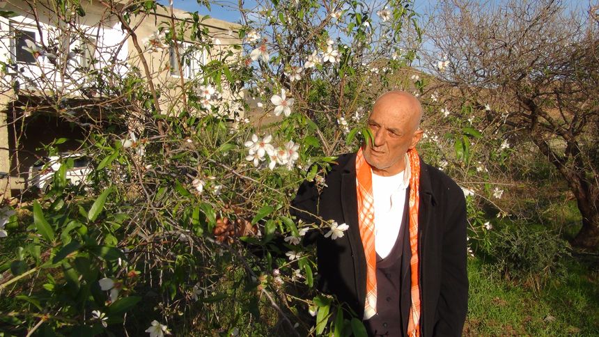 Mersin'de Badem Ağaçları Çiçek Açtı