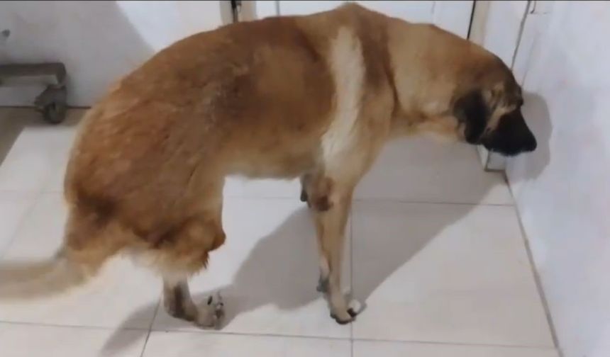 Mersin'de Kamyonetin Ezdiği Köpek Geçen Yıl Av Tüfeği Ile Vurulmuş 