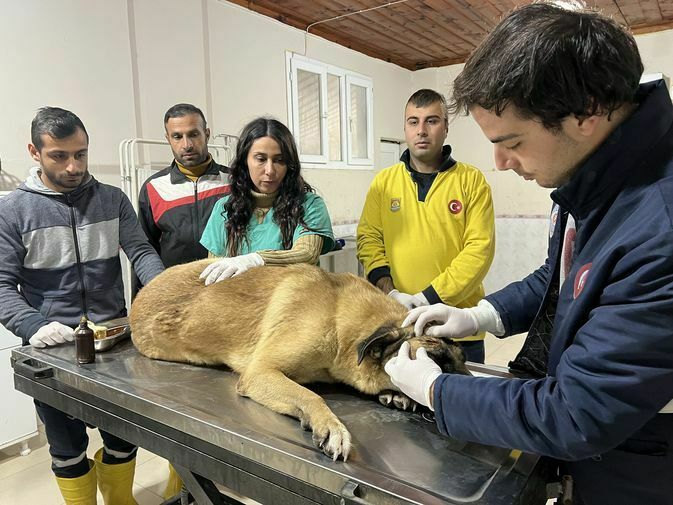 Mersin'de Kamyonetin Ezdiği Köpek Geçen Yıl Av Tüfeği Ile Vurulmuş 