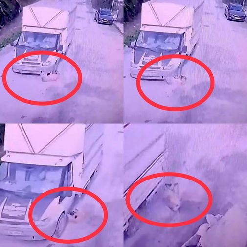 Mersin'de Kamyonetin Ezdiği Köpek Geçen Yıl Av Tüfeği Ile Vurulmuş