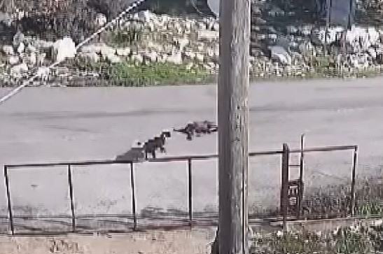 Mersin'de Kamyonun Köpeği Ezdiği Anlar Kameraya Takıldı 