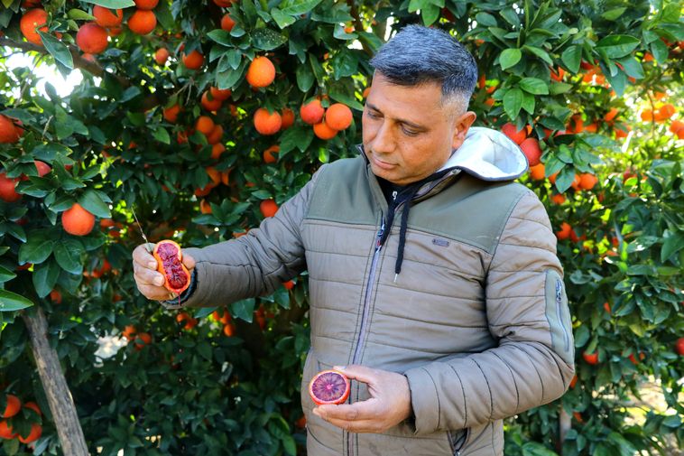 Adana Kan Portakalında Hasat Zamanı! Kilosu 12 Liradan Satılıyor