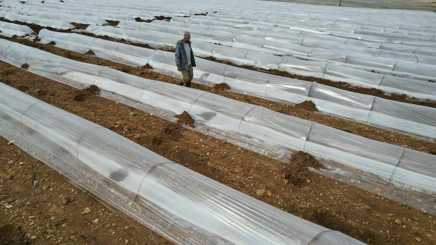 Adana'da Karpuz Dikimi Yapıldı! Karpuzun Kilosu Ne Kadar Olacak 