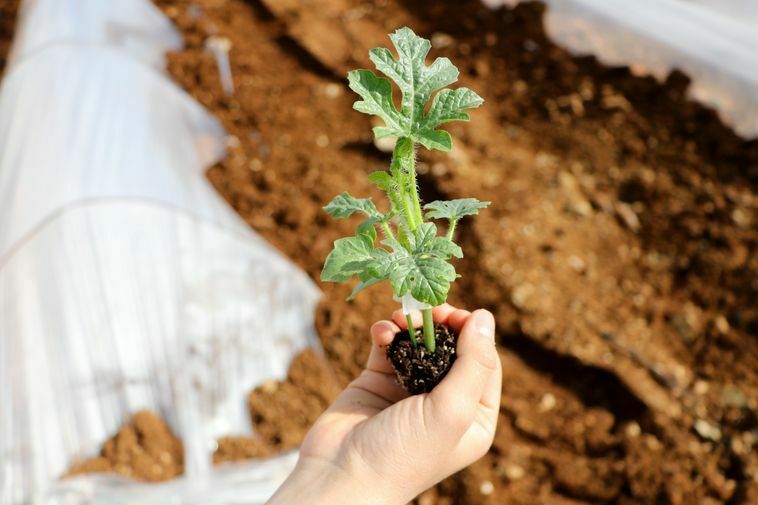 Adana'da Karpuz Dikimi Yapıldı! Karpuzun Kilosu Ne Kadar Olacak