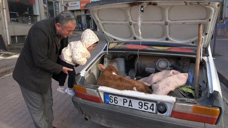 Besici Hasta Buzağısını Bagajında Veterinere Yetiştirdi (4) Result