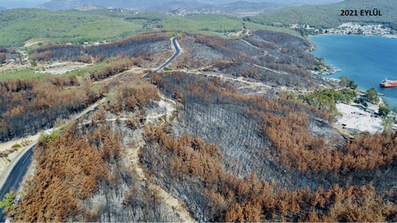 Bodrum'da Yanan Orman Alanı Yeşeriyor (2) Result