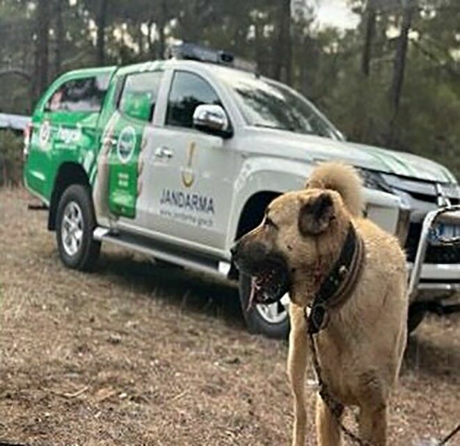 Burdur'da Köpek Dövüşü Yaptıranlara Ceza Yağdı 