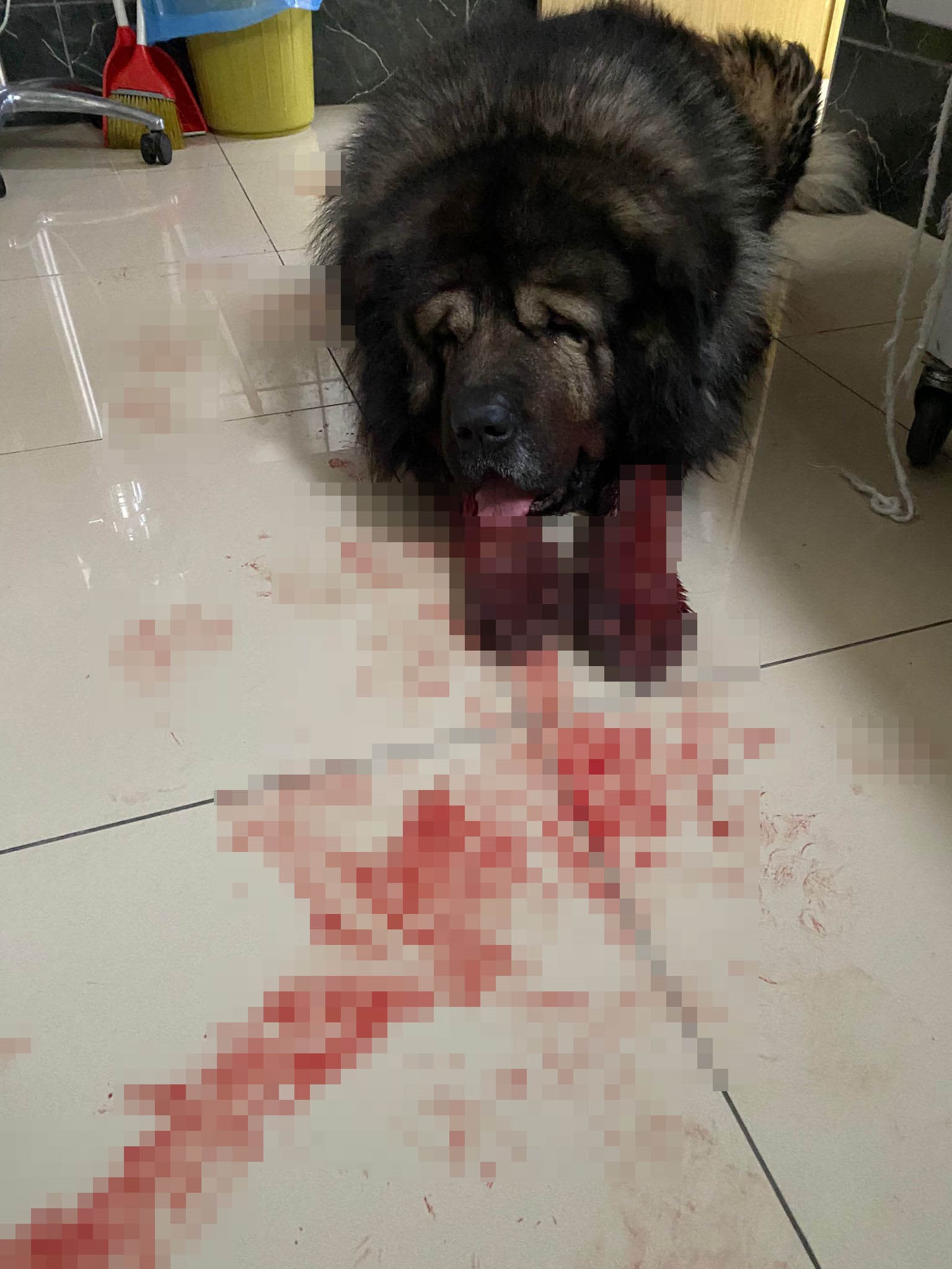 Çalamadığı Köpeği Pompalı Tüfekle Vurdu6