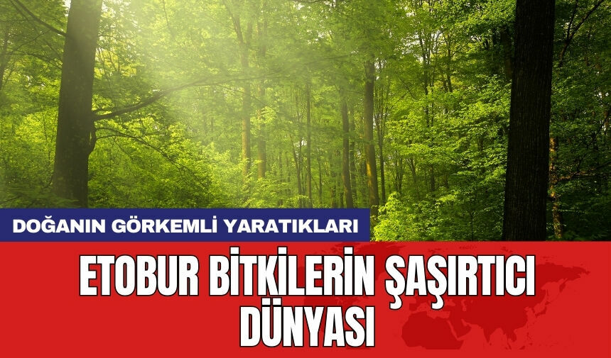 Doğanın görkemli yaratıkları: Etobur bitkilerin şaşırtıcı dünyası