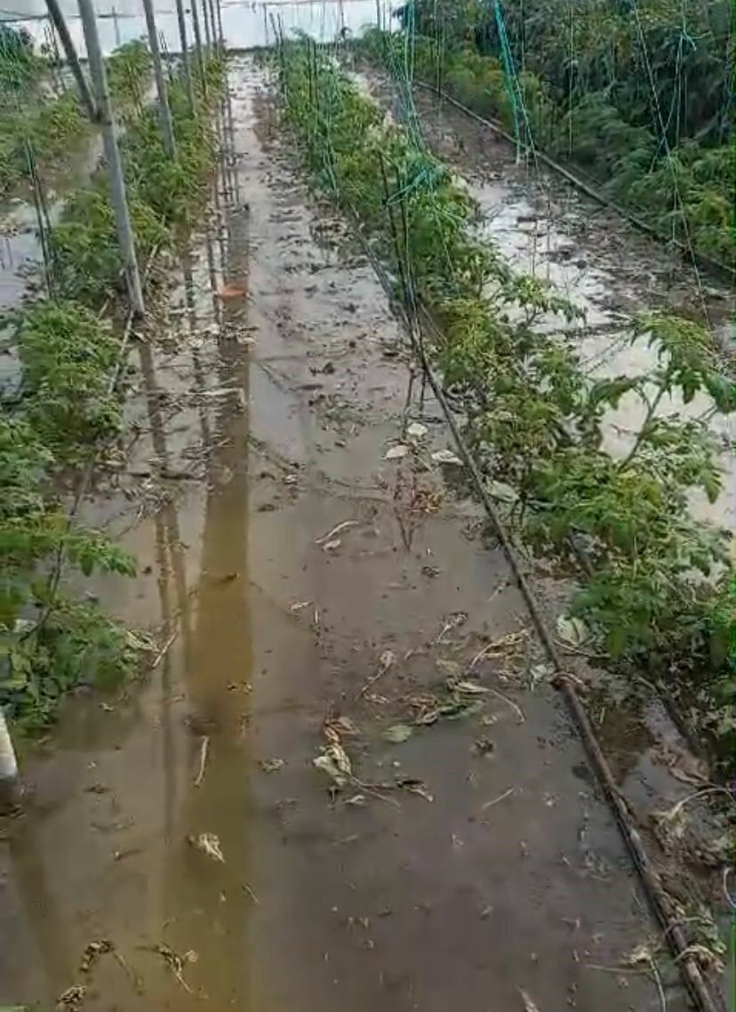 Fırtına Ve Sağanak Yağış Hatay'da Çiftçiyi Vurdu