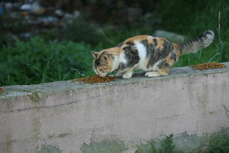 Hatay, Antakya, Deprem, Sokak Hayvanları, Yardım, Müzik Öğretmeni, Hayvan Severler, (3) Result