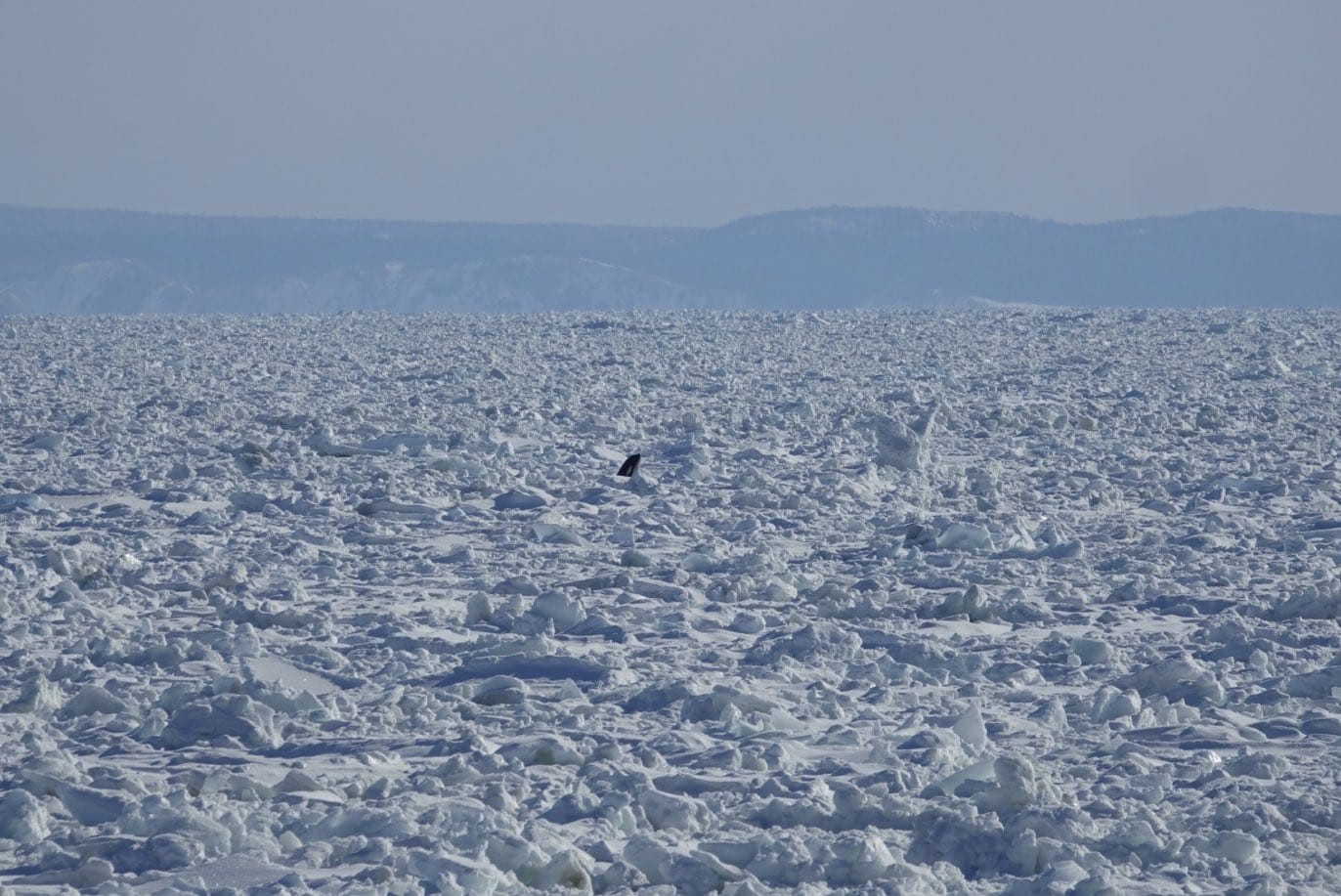 Japonya'da Katil Balinalar Buz Kütlesine Sıkıştı
