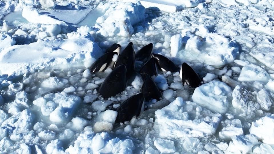 Japonya'da Katil Balinalar Buz Kütlesine Sıkıştı2