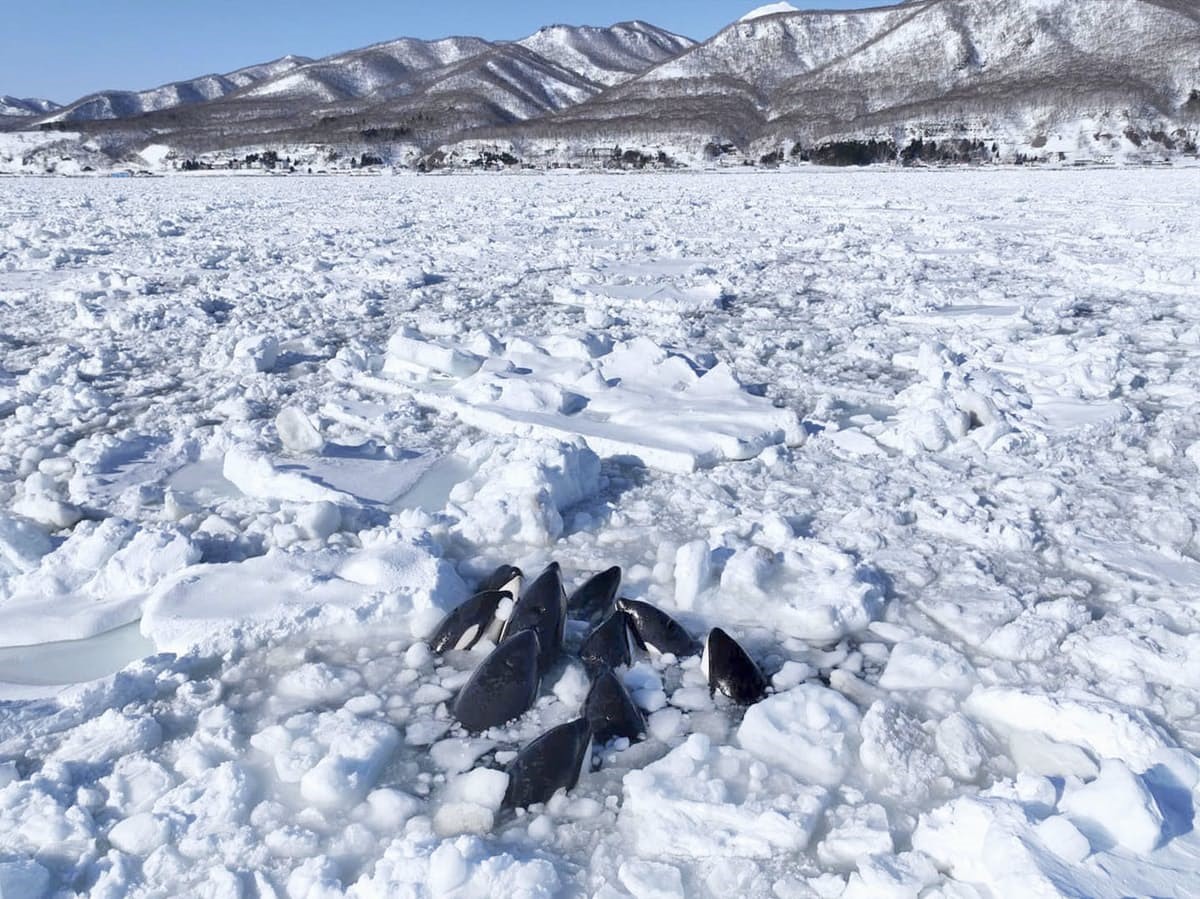 Japonya'da Katil Balinalar Buz Kütlesine Sıkıştı3