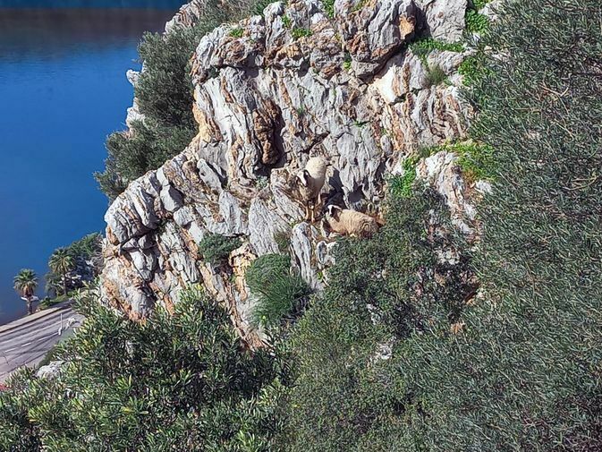 Marmaris Dağlarında Mahsur Kalan Koyunları Akut Kurtardı