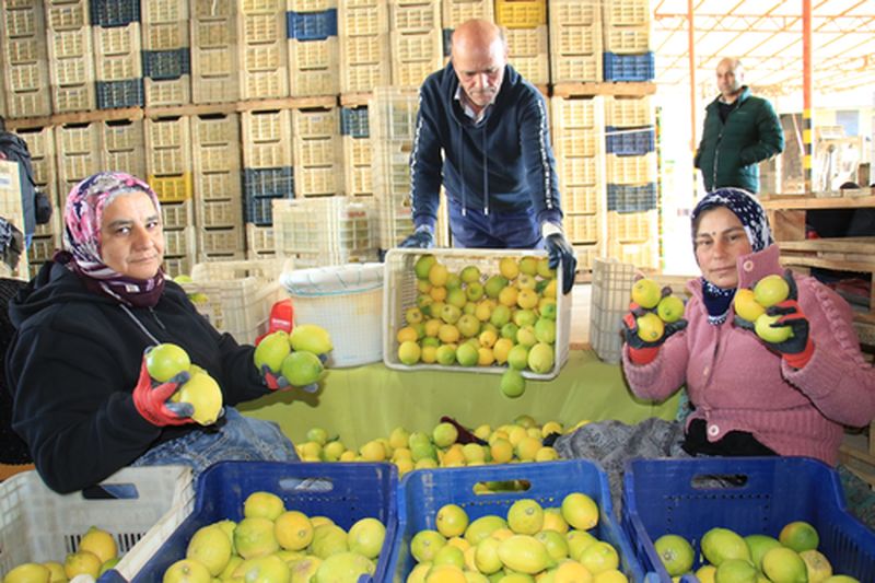 Mersin'de Limon Hasadının Her Kademesinde Kadın Gücü Var (2) Result
