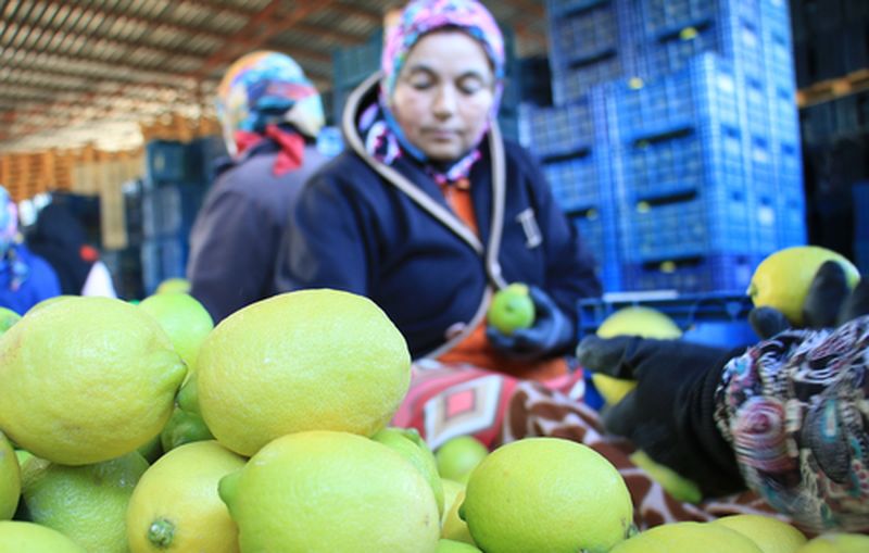 Mersin'de Limon Hasadının Her Kademesinde Kadın Gücü Var (3) Result