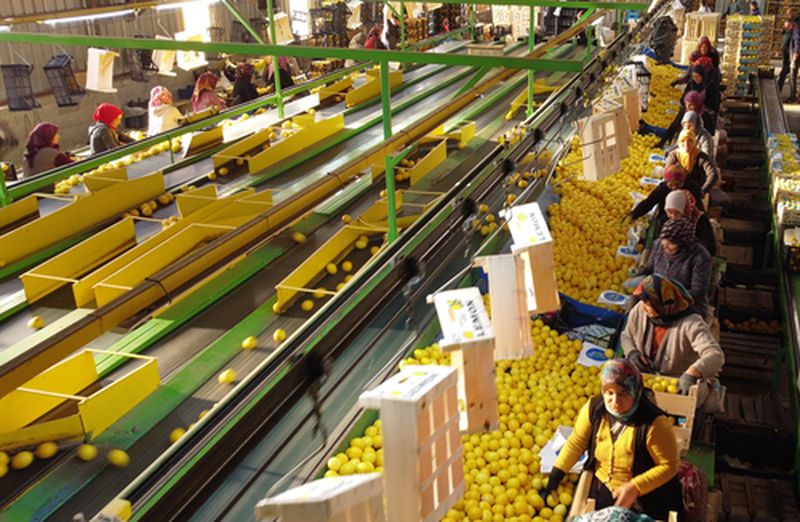 Mersin'de Limon Hasadının Her Kademesinde Kadın Gücü Var (4) Result