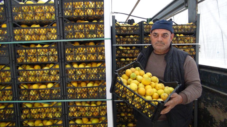 Mersinli Üreticiler Aksaray’a 20 Ton Ücretsiz Limon Gönderdi