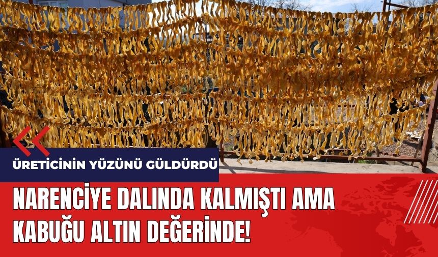 Narenciye dalında kalmıştı ama kabuğu altın değerinde!