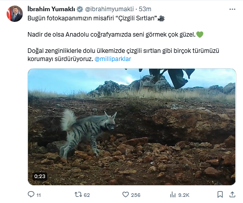 Seni Görmek Çok Güzel! Çizgili Sırtlan Fotokapana Yansıdı-1