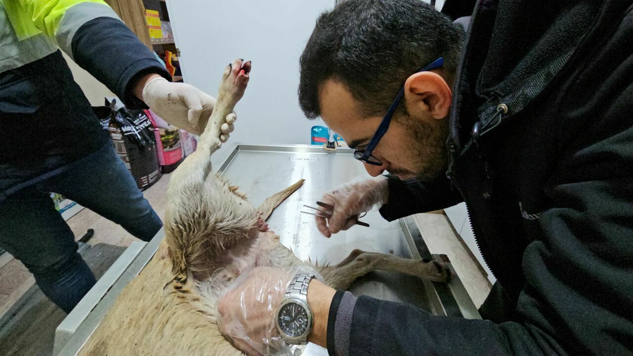 Tüfekle Vurulan Köpek Hastane Bahçesine Sığındı3