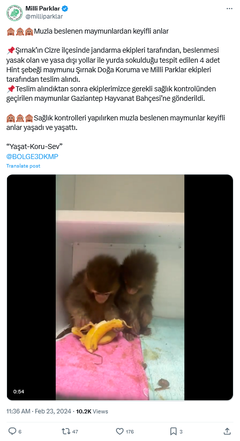 Ülkeye Kaçak Sokulan Maymunlar Kurtarıldı! Maymunların Keyifli Anları Kamerada-2