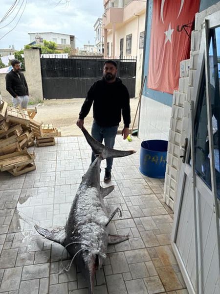 Adana'da 150 Kiloluk Kılıç Balığı Ağa Takıldı (2) Result