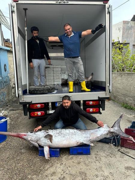 Adana'da 150 Kiloluk Kılıç Balığı Ağa Takıldı (3) Result