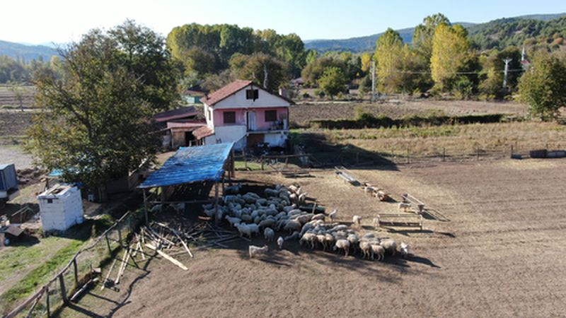 Ankara'dan Köyüne Dönen Genç Çiftçi Koyun Yetiştiriciliğine Başladı (2) Result