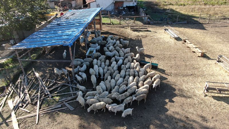 Ankara'dan Köyüne Dönen Genç Çiftçi Koyun Yetiştiriciliğine Başladı (3) Result